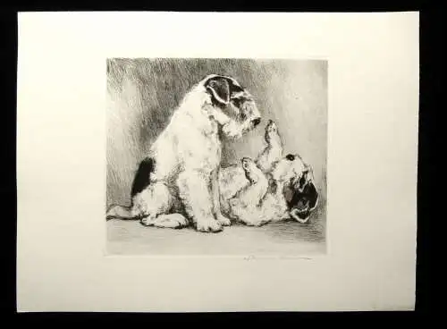 teilkor. Radierung Zwei süße Terrier um 1910 unbek.Künstler 19,5 x 17cm signiert