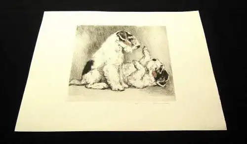 teilkor. Radierung Zwei süße Terrier um 1910 unbek.Künstler 19,5 x 17cm signiert