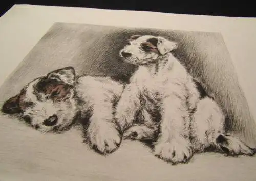 teilkor. Radierung Zwei süße Terrier um 1910 unbek.Künstler 19,5 x 17cm signiert