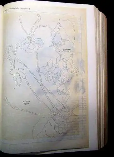 Kerner Pflanzenleben 2 Bde. Gestalt und Leben der Pflanze u.a. 1896/98 Botanik