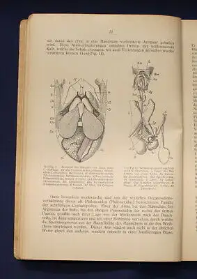 Buchner Einführung in die europäische Meeresmollusken- Fauna 1913 26 Tafeln js