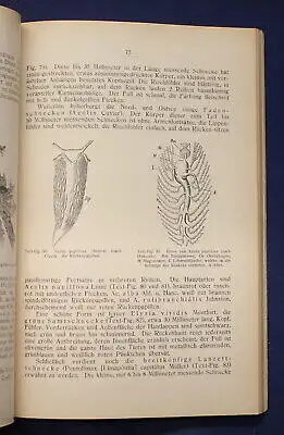 Buchner Einführung in die europäische Meeresmollusken- Fauna 1913 26 Tafeln js