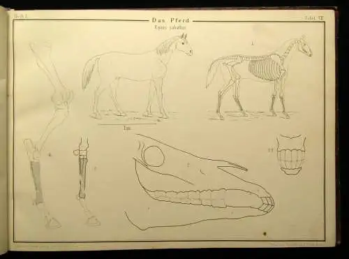 Vogel,Ohmann Zoologische Zeichentafeln 3 Hefte komplett 1892-93 54 Tafeln gesamt