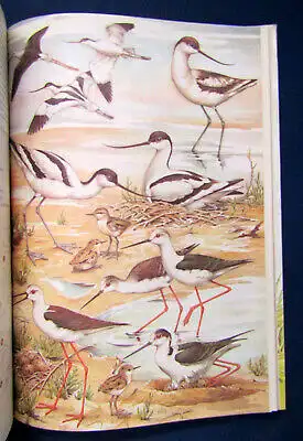 Makatsch Die Limikolen Europas 1981 Ornithologie Vogelkunde Natur Wissen sf
