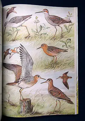Makatsch Die Limikolen Europas 1981 Ornithologie Vogelkunde Natur Wissen sf