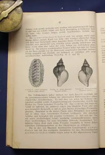 Buchner Einführung in die europäische Meeresmollusken- Fauna 1913 Weichtiere js