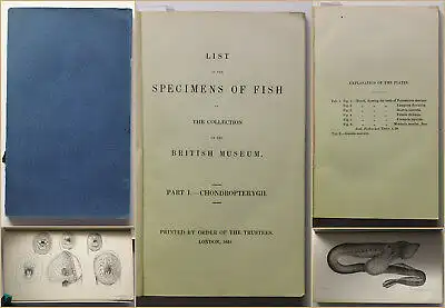 List of the Specimens of Fish Bd 1 1851 Ichthyologie Fische Fischkunde Zoologie 