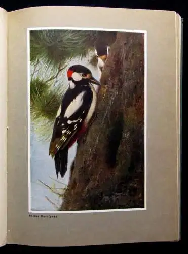 Vetterli Wald und Wild Belletrsitik Geschichten Waldgeschichten 1928 Erzählungen
