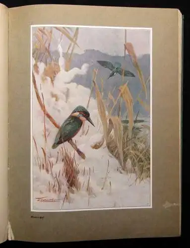 Vetterli Wald und Wild Belletrsitik Geschichten Waldgeschichten 1928 Erzählungen