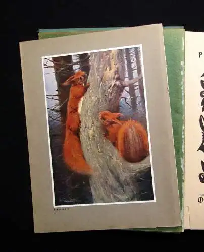 Vetterli Wald und Wild Belletrsitik Geschichten Waldgeschichten 1928 Erzählungen