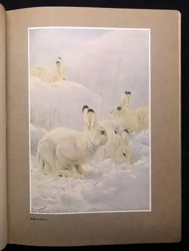 Vetterli Wald und Wild Belletrsitik Geschichten Waldgeschichten 1928 Erzählungen