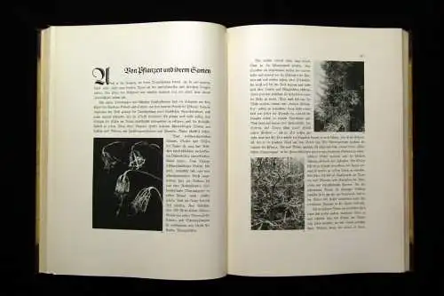 Elven Das Gesicht Ein Buch vom Sehenlernen 1936 Natur Botanik Tiere Tierleben