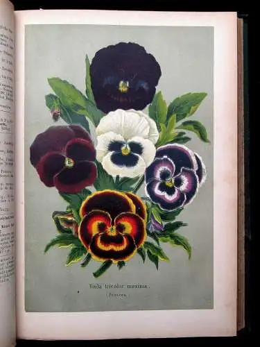 Neubert Deutsches Magazin für Garten-u. Blumenkunde Zeitschrift 1872