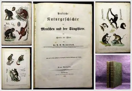 Reichenbach Praktische Naturgeschichte der Menschen und Säugethiere 1855