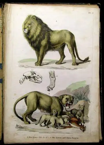 Reichenbach Praktische Naturgeschichte der Menschen und Säugethiere 1855
