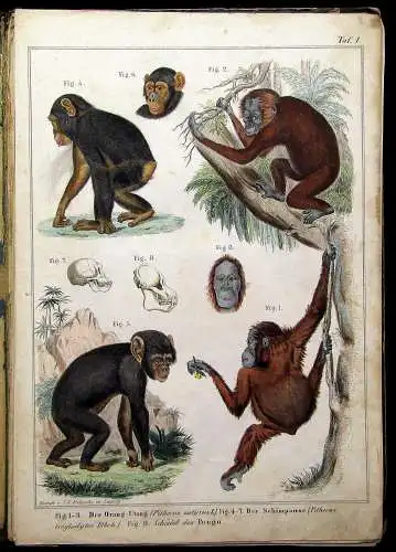 Reichenbach Praktische Naturgeschichte der Menschen und Säugethiere 1855