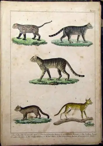 Reichenbach Praktische Naturgeschichte der Menschen und Säugethiere 1855