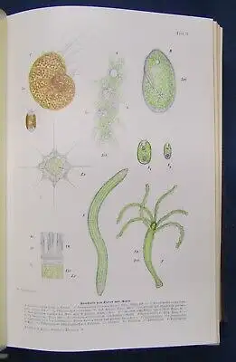 Hesse Tierbau u. Tierleben 2 Bde 1901/ 1914 selbständiger Organismus Zoologie js