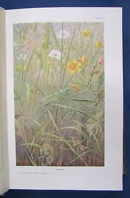 Hesse Tierbau u. Tierleben 2 Bde 1901/ 1914 selbständiger Organismus Zoologie js