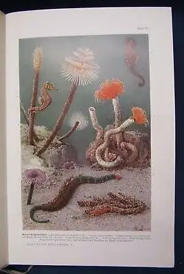 Hesse Tierbau u. Tierleben 2 Bde 1901/ 1914 selbständiger Organismus Zoologie js