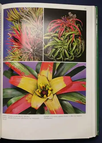 Rauh Bromelien "Tillandsien und andere" 1990 Botanik Flora Fauna Natur sf