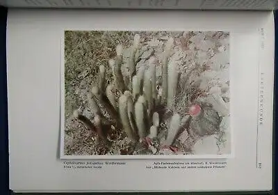 Kakteenkunde Jahrgang 1937 Heft 1- 12 Natur Wissen  Botanik Pflanzenkunde js