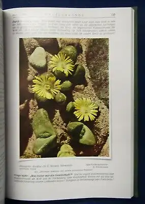 Kakteenkunde Jahrgang 1936 Heft 1- 12 Natur Wissen  Botanik Pflanzenkunde js