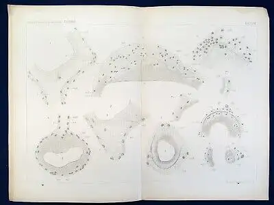 Rohde Ganglienzelle und Neuroglia Tafel XXVI Band XXXXII Mikroskopie o.J. js