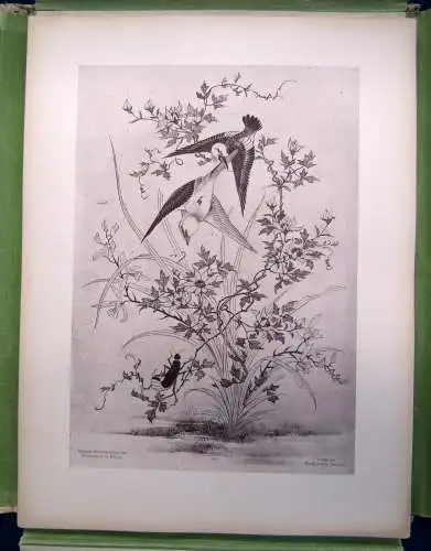Japanische Tuschzeichnungen des Mizzugoro in Hiogo 1885 Kunst Geschichte sf