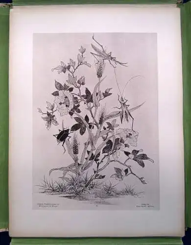 Japanische Tuschzeichnungen des Mizzugoro in Hiogo 1885 Kunst Geschichte sf