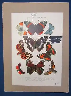 Original Heft 6 Chromolithograp. Tafeln Schmetterlinge Beschreibungen 1900 js
