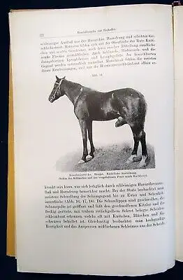 Koegel die wichtigsten durch Protozoen verursachten Nutztierkrankheiten 1926 js