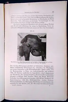 Koegel die wichtigsten durch Protozoen verursachten Nutztierkrankheiten 1926 js