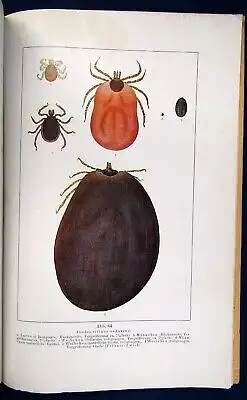 Koegel die wichtigsten durch Protozoen verursachten Nutztierkrankheiten 1926 js