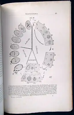 Koegel die wichtigsten durch Protozoen verursachten Nutztierkrankheiten 1926 js