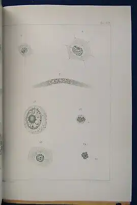 Stauffacher Einiges über Zell- und Kernstrukturen 1903 1 Tafel u. 4 Figuren   js