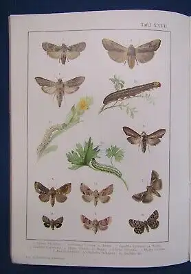 Original Heft 6 Chromolithograp. Tafeln Schmetterlinge Beschreibungen 1900 js