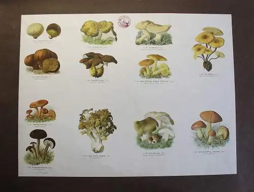 Große Tafel Pilze Eichhase Porlinge Grünling um 1920 ca. 65x48 cm Mykologie xz