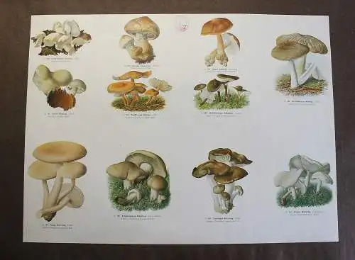 Große Tafel Pilze Ritterlinge Rübling Seitling um 1920 ca. 65x48 cm Mykologie xz