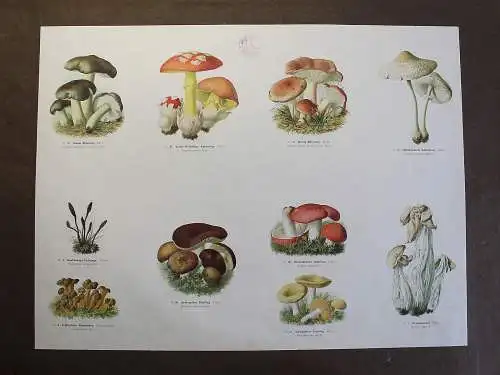Große Tafel Pilze Kaiserling Täubling Erdzunge um 1920 ca. 65x48 cm Mykologie xz