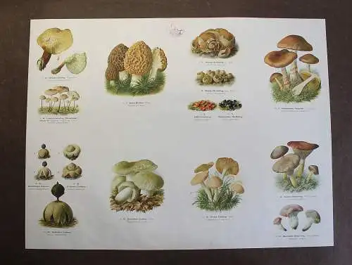 Große Tafel Pilze Becherlinge Erdsterne Morchel um 1920 ca.65x48 cm Mykologie xz