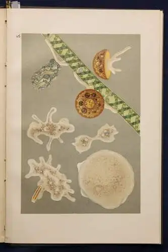 Täuber Die Bakterien und Kleintiere des Süßwassers 1909 Bilologie Naturwissen sf