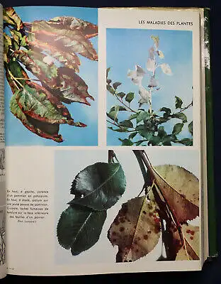 Coutanceau Encyclopedie des Jardins 1957 Natur Wissen Botanik Garten Pflanzen sf