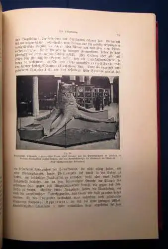 Sterne Werden und vergehen Eine Entwicklungsgeschichte 2 Bde. Kosmos 1905/06 js