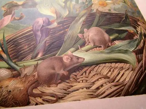 "Die Pflanze" 1886  Pl.14 Florales Stillleben mit Mäuschen Lithographie F. Sturm