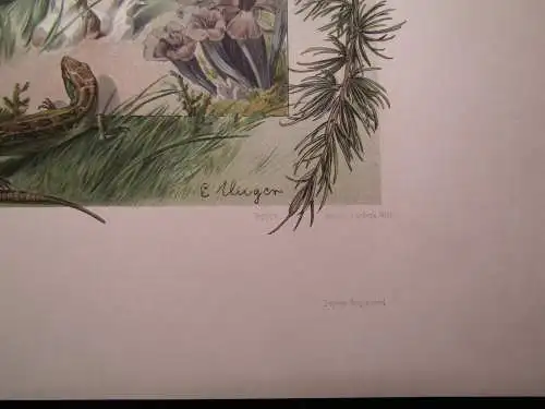 "Die Pflanze" 1886 Pl. 86 Naturalistisch Lithographie Lärche,Pilze,Eibe E.Unger