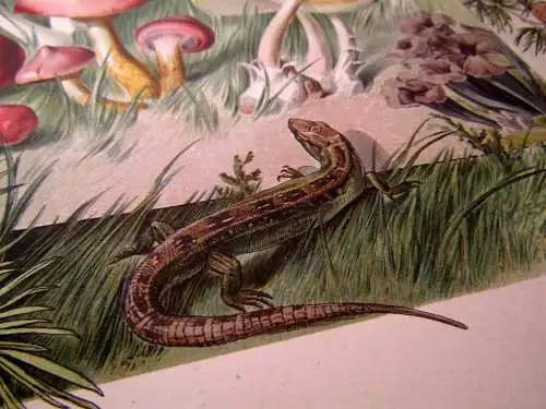 "Die Pflanze" 1886 Pl. 86 Naturalistisch Lithographie Lärche,Pilze,Eibe E.Unger