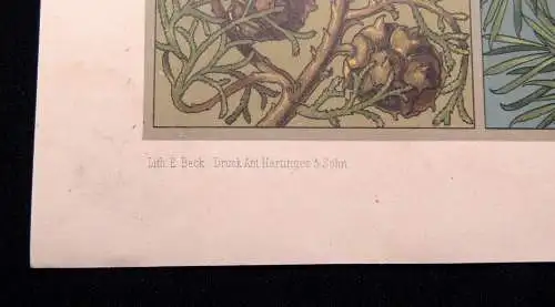 "Die Pflanze" 1886 Pl.93 Cypresse,Kiefer,Ceder, Pinie und Wacholder von A. Seder