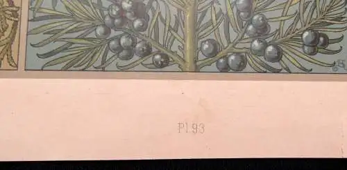 "Die Pflanze" 1886 Pl.93 Cypresse,Kiefer,Ceder, Pinie und Wacholder von A. Seder