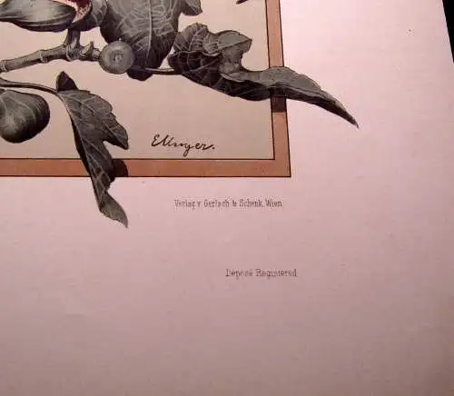 "Die Pflanze" 1886 Pl. 129 Lithographie Citrone,Orange,Feige Natural. E. Unger